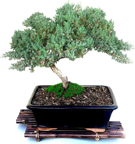 Live Dwarf Juniper Bonsai Tree 15years Old Juniper Or Jade Bonsai Tree Indoor