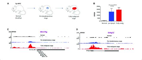 MYC occupy lncRNA gene promoters in Eµ MYC transgenic B cells A Eµ