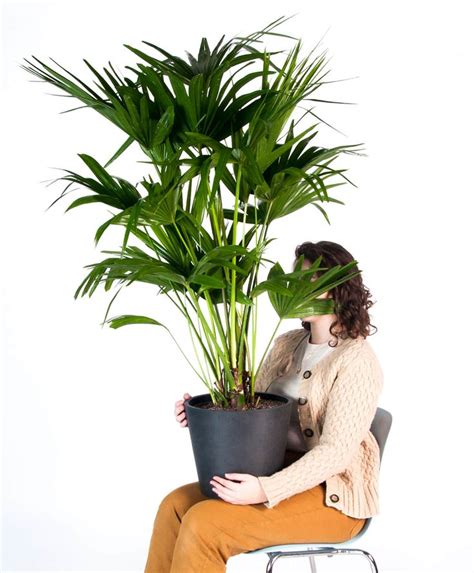 Buy Potted Chinese Fan Palm Indoor Plant Bloomscape Chinese Fan