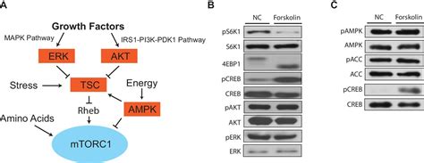 Figures And Data In Gpcr Signaling Inhibits Mtorc Via Pka