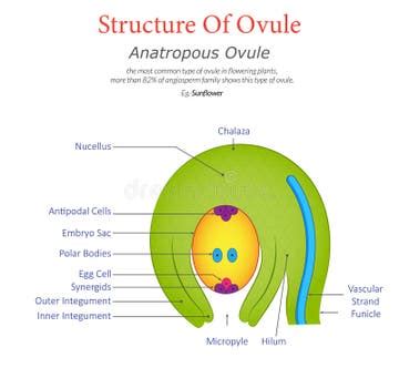 anatropous ovule diagram structure  key features illustrated stock
