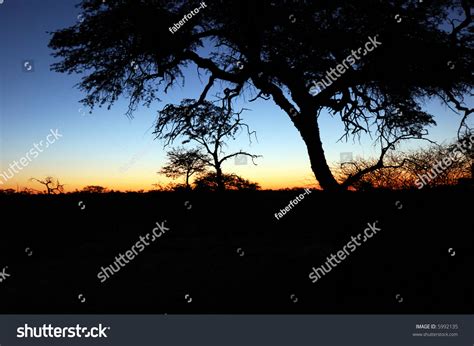 Beautiful African Sunset Acacia Tree Silhouette Stock Photo (Edit Now) 5992135