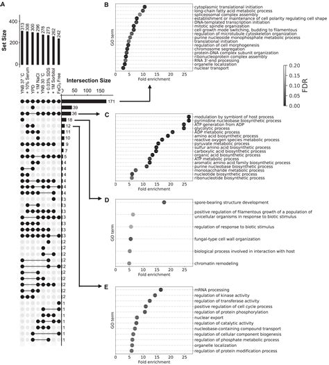 Functional Genomic Analysis Of Genes Important For Candida Albicans