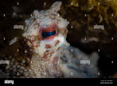 Octopus Camouflage Octopus Changing Its Shape Texture And Colour To
