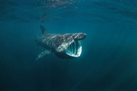 13 Basking Shark Facts Fact Animal