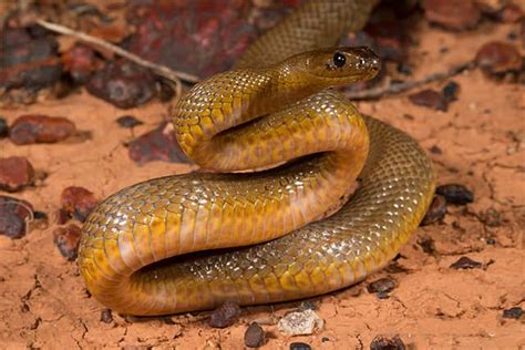 Taip N Del Interior La Serpiente M S Venenosa Del Mundo