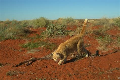 Australian Feral Cat Inquiry Delivers Final Report Recommending Culling