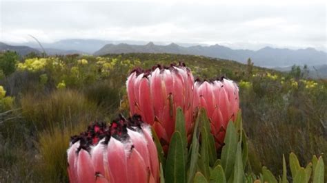 The Indigenous Fynbos Garden – Leaf Landscape Studio