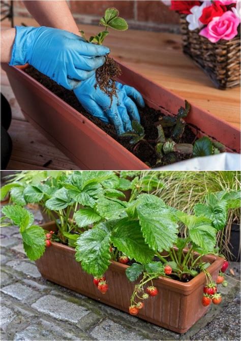 Faire pousser des fraises en 11 idées futées et gain de place