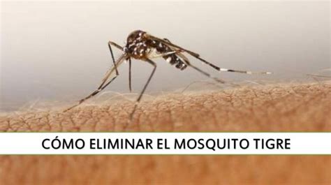 Cómo Eliminar El Mosquitos 【 Los Métodos Más Efectivos 🥇】