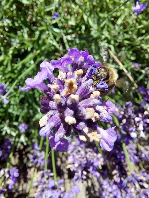 Bee on lavender stock photo. Image of lavender, plant - 250413306