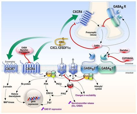 Frontiers Cxcl12 Chemokine And Gaba Neurotransmitter Systems Crosstalk And Their Putative