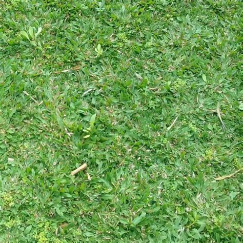 Jual Tanaman Rumput Gajah Mini Per Meter Shopee Indonesia