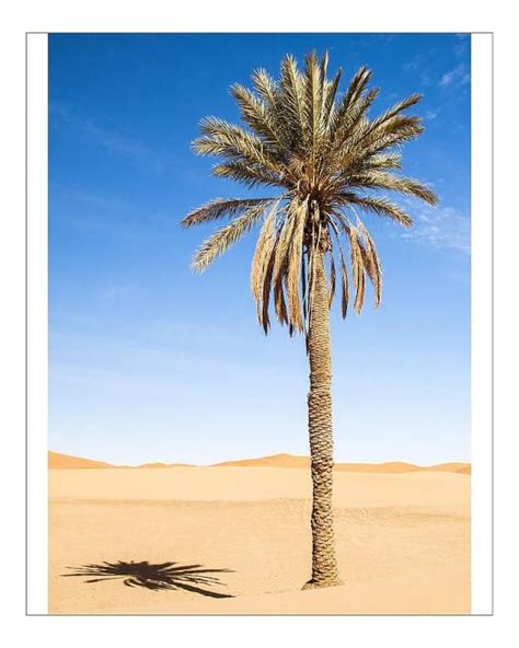 Print Of Palm Tree In Erg Chebbi Sahara Morocco Palm Trees Palm