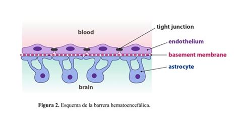 Fichas de aprendizaje Barrera Hematoencefálica Quizlet