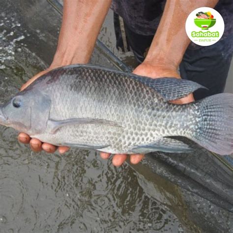 Jual Ikan Nilaikan Nila Hidupikan Nila Segarikan Nila Merahikan
