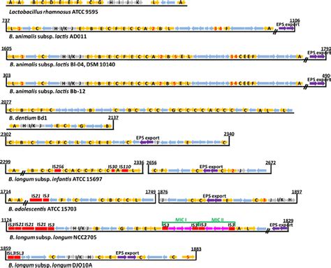 Comparison Of Predicted Eps Gene Clusters In Bifidobacterial Genomes