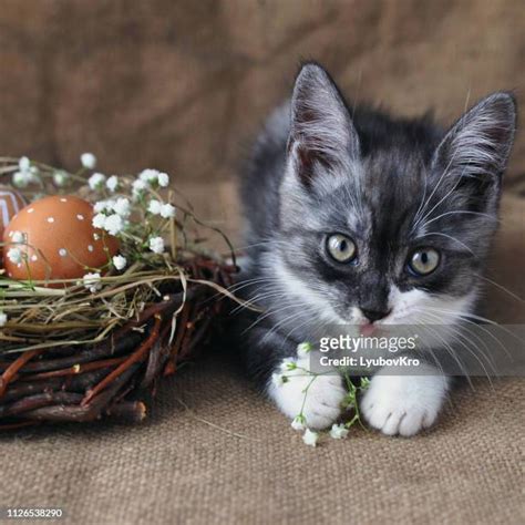 Easter Cat Photos and Premium High Res Pictures - Getty Images