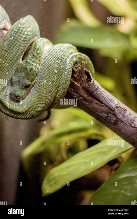 Snake Wrapped Around Tree Branch Hi Res Stock Photography And Images