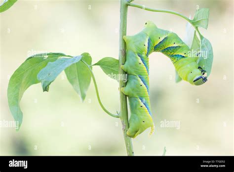 Caterpillar of the death s head hawk moth hi-res stock photography and ...