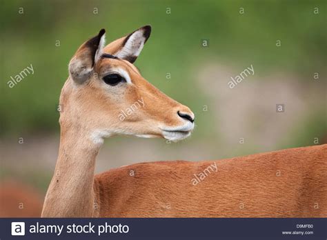 Impala Antelope Close Up Portrait Serengeti Tanzania Stock Photo Alamy