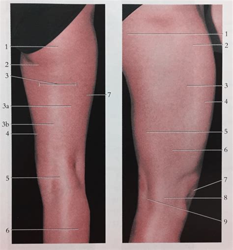 Right Thigh Posterior Lateral Diagram Quizlet