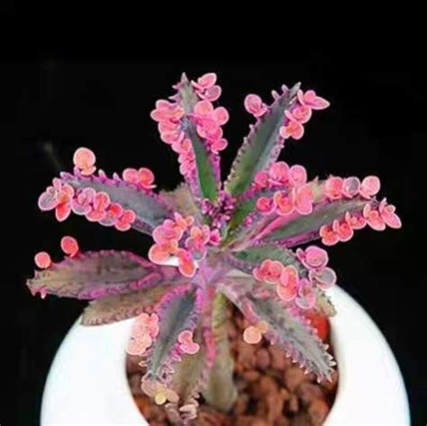 Succulent Trachyandra Tortilis Albuca Namaquensis Rare Etsy Rare