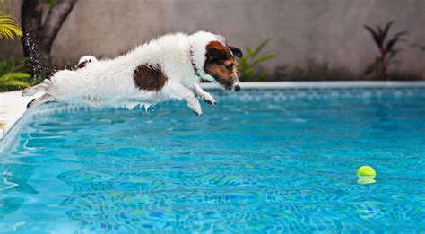 Pet Safety Around Pool Pool Fence Guide