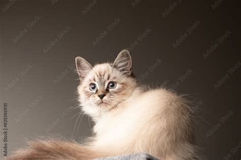 Cachorro de gato siamés red point en fotografías tipo estudio con