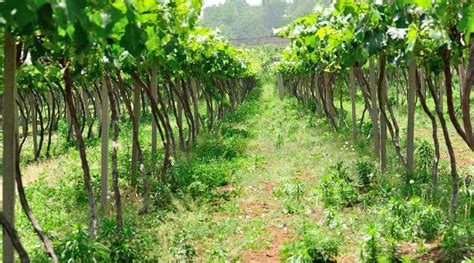 Planta De Uvas Cultivo Y Cuidados