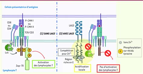 À Gauche En Labsence De Lag3 Lassociation De Lck Avec Les