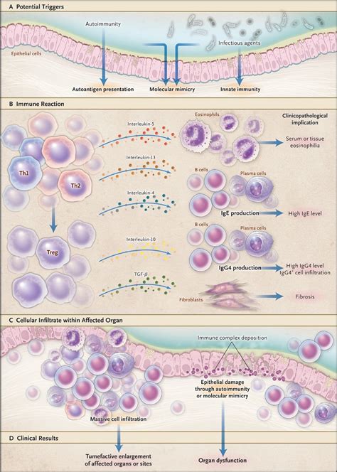 Igg Related Disease Nejm