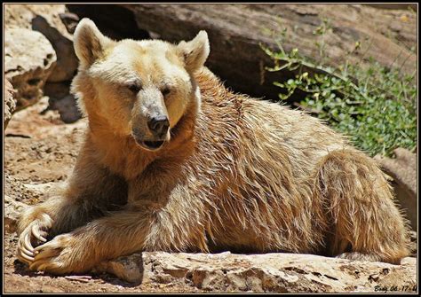 Syrian brown bear - Alchetron, The Free Social Encyclopedia