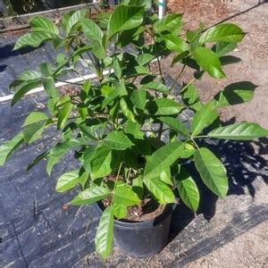 multiple sizes hard  find nance fruit tree nanceinga nanche