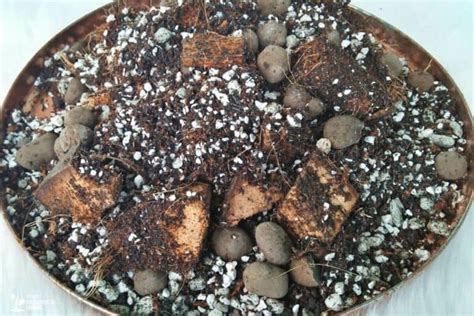 Guide For Using Coco Coir In Hydroponics Smart Garden And Home