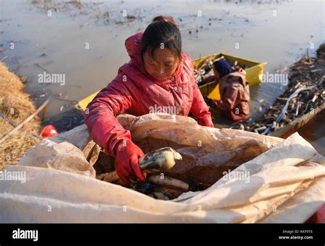 Jinan Chinas Shandong Province 6th Dec 2017 Farmer Wang Meihua Harvests Lotus Roots At