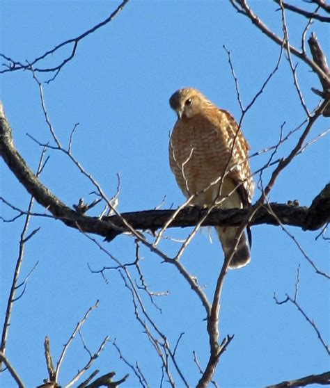 Summit Musings: Wild Bird Wednesday - Hawks in the 'Burbs
