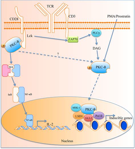 Frontiers The Role Of Pkc In Cd T Cells And Hiv Infection To The