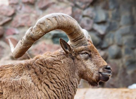 Argali Sheep Stock Photos, Pictures & Royalty-Free Images - iStock