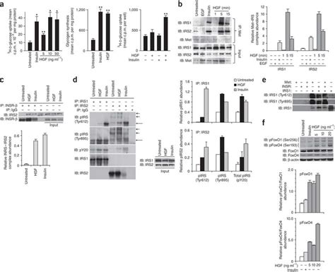 HGF Met Stimulates Hepatocyte Glucose Uptake Through Crosstalk With