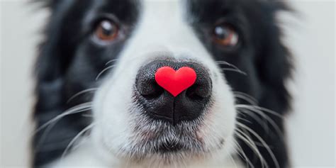 Les Signes Qui Prouvent Que Votre Chien Vous Aime Vraiment