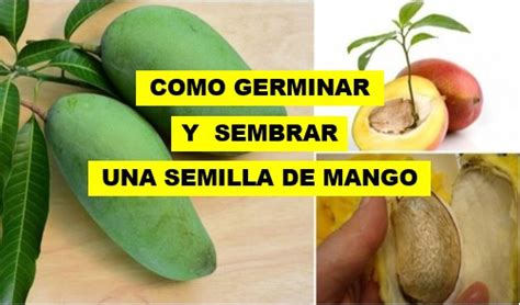 COMO GERMINAR Y SEMBRAR UNA SEMILLA DE MANGO 2024