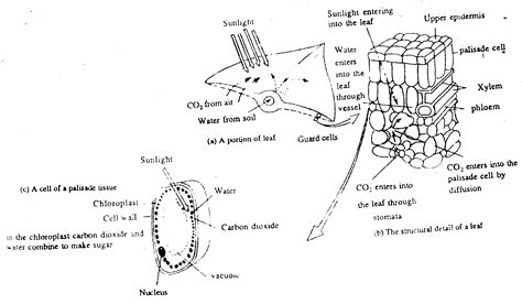 Van Helmont Experiment