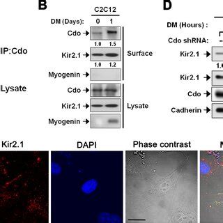 Cdo Regulated Kir Activity By Modulating Membrane Localization Of