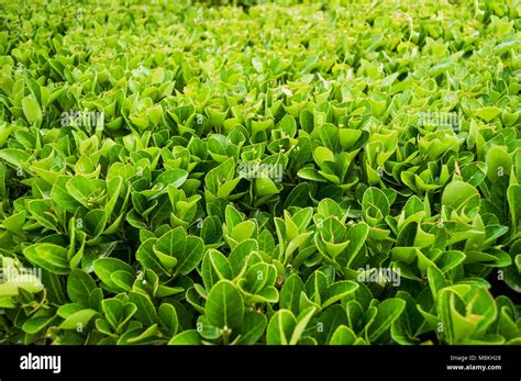 beautiful green leaf bush  summer season stock photo alamy