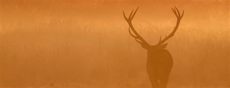 stag fund management stag fund management