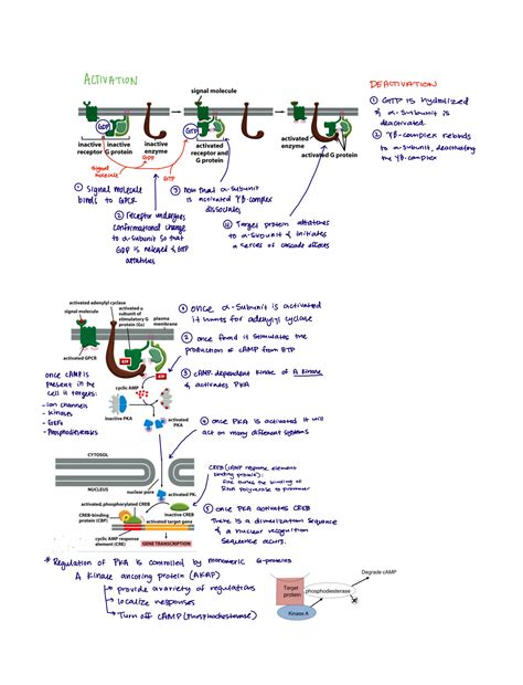 SOLUTION: Biology signaling pathways - Studypool 