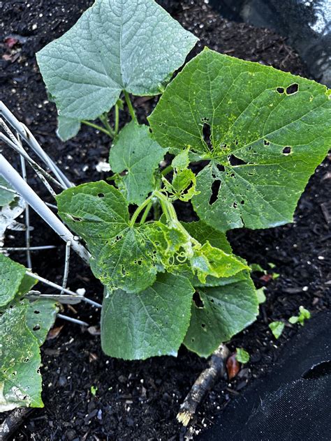 Pickle Worms Have Gotten My Newly Growing Cumbers And Pumpkins