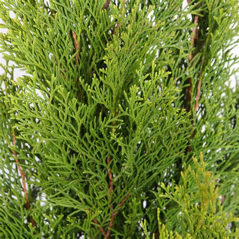 Dedeman Arbore Ornamental Tuia Thuja Occidentalis Smaragd H 140