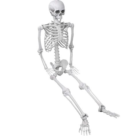 Buy Xonor 5 4ft 165cm Halloween Posable Skeleton Realistic Human